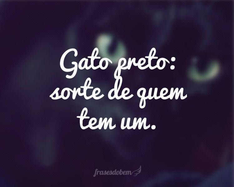 Gato preto: sorte de quem tem um.