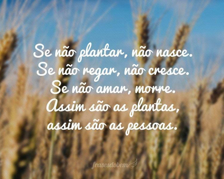 Se não plantar, não nasce. Se não regar, não cresce. Se não amar, morre. Assim são as plantas, assim são as pessoas.