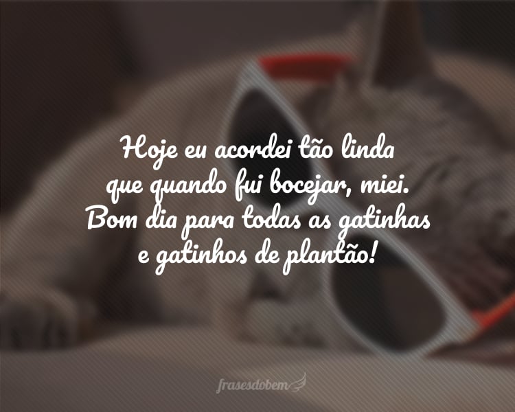 Hoje eu acordei tão linda que quando fui bocejar, miei. Bom dia para todas as gatinhas e gatinhos de plantão!