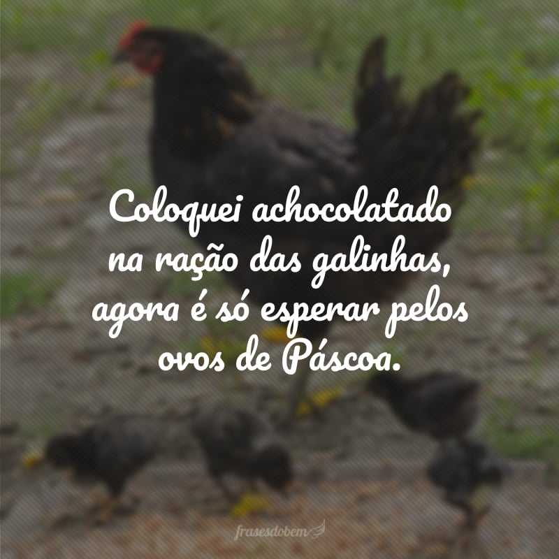 Coloquei achocolatado na ração das galinhas, agora é só esperar pelos ovos de Páscoa.