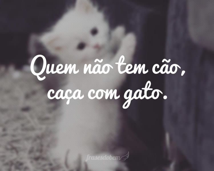 O Que Significa Quem Não Tem Cão Caça Com Gato