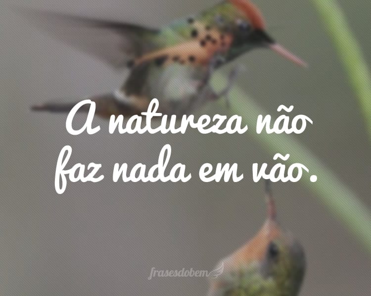 A natureza não faz nada em vão.