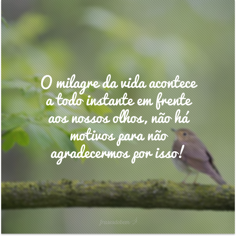 O milagre da vida acontece a todo instante em frente aos nossos olhos, não há motivos para não agradecermos por isso!