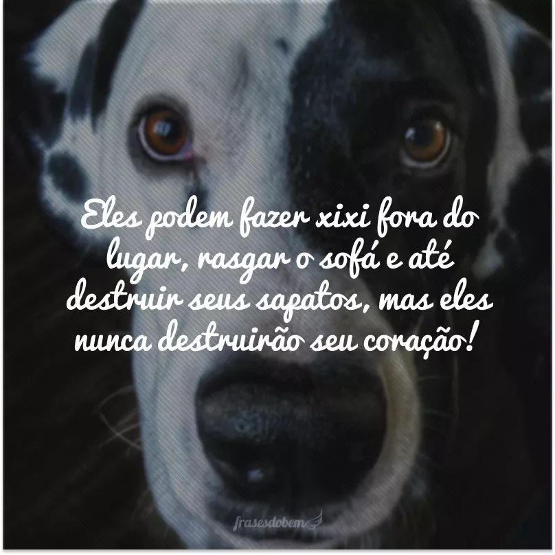 Eles podem fazer xixi fora do lugar, rasgar o sofá e até destruir seus sapatos, mas eles nunca destruirão seu coração!