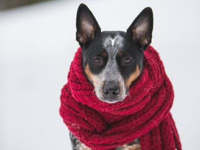 50 frases de frio para os dias que você não quer sair da cama