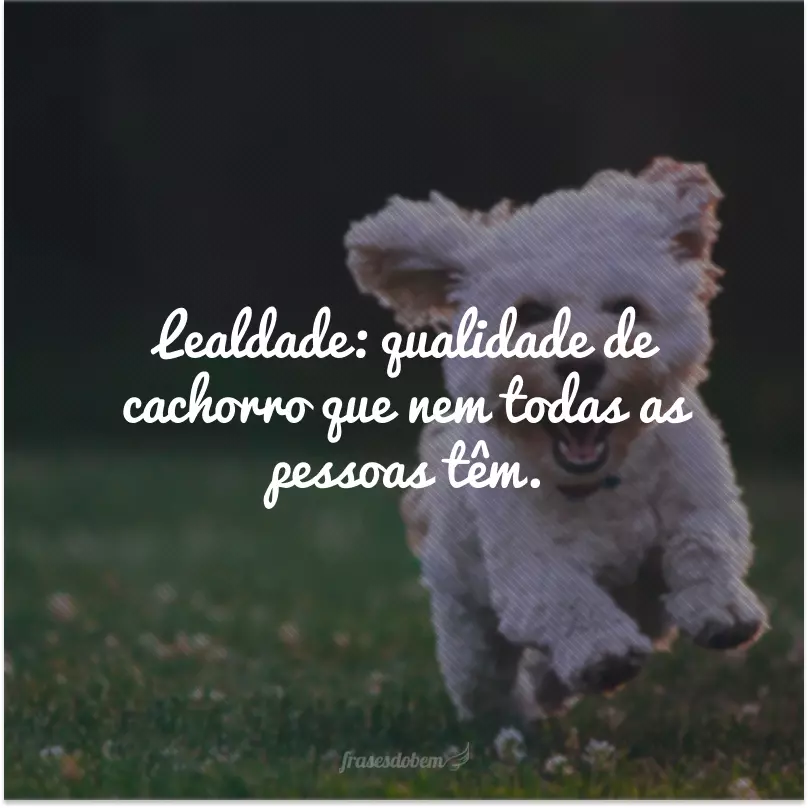 Lealdade: qualidade de cachorro que nem todas as pessoas têm.