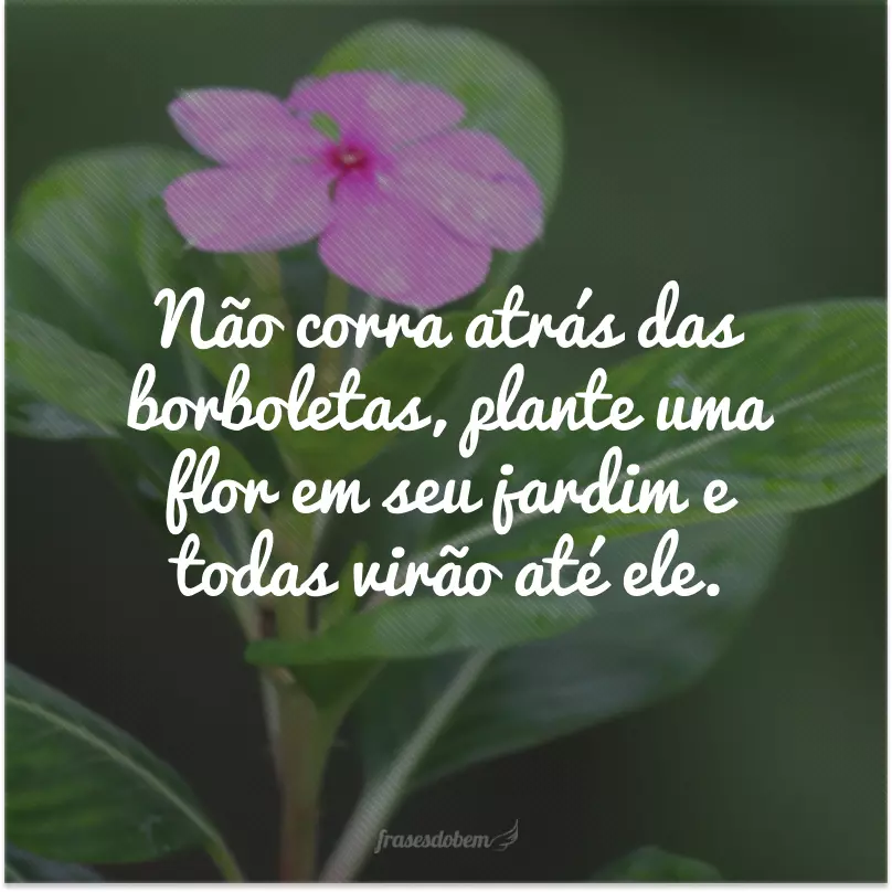 Não corra atrás das borboletas, plante uma flor em seu jardim e todas virão até ele.