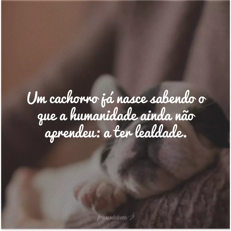 Um cachorro já nasce sabendo o que a humanidade ainda não aprendeu: a ter lealdade.