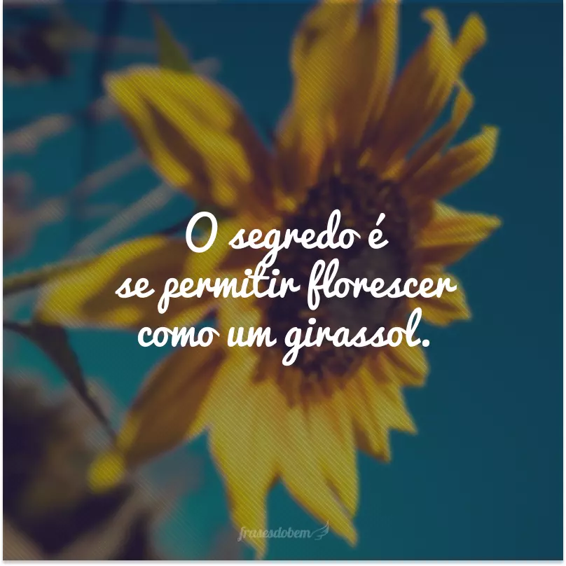 Featured image of post Instagram Frases Girassol Veja dezenas de frases de instagram aqui no os vigaristas