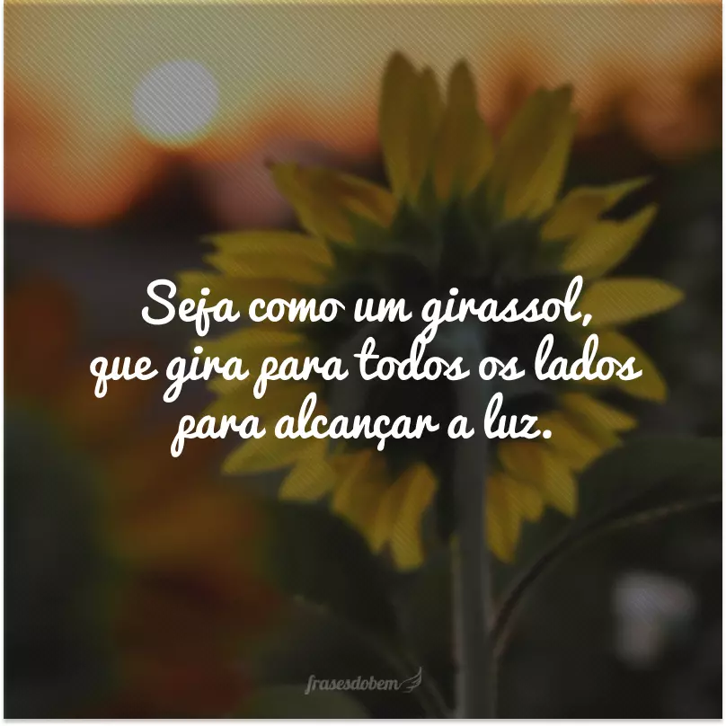 Seja como um girassol, que gira para todos os lados para alcançar a luz.