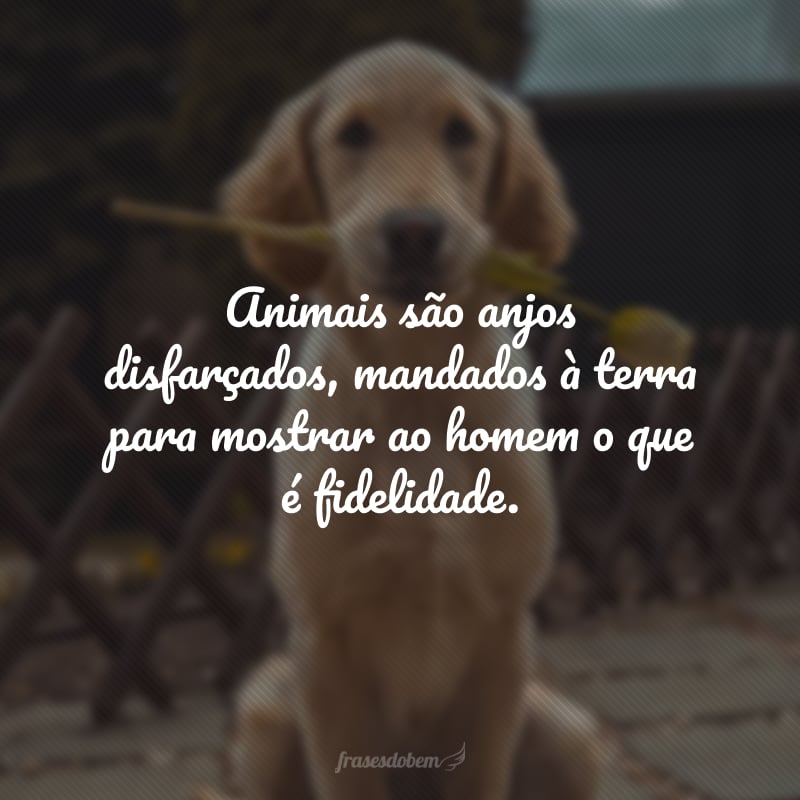 Animais são anjos disfarçados, mandados à terra para mostrar ao homem o que é fidelidade.