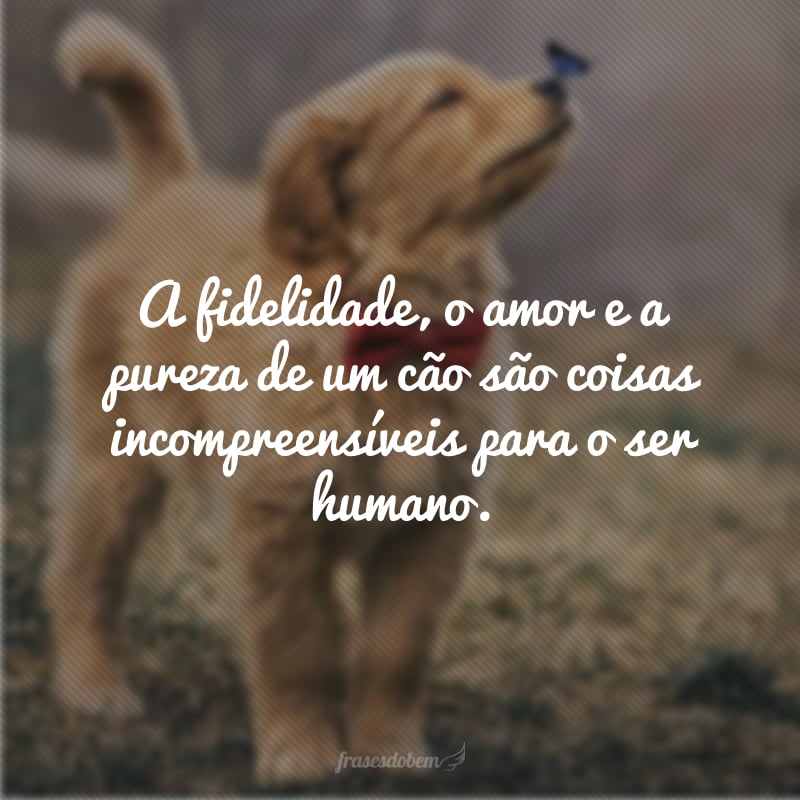 A fidelidade, o amor e a pureza de um cão são coisas incompreensíveis para o ser humano.