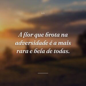 A flor que brota na adversidade é a mais rara e bela de todas.