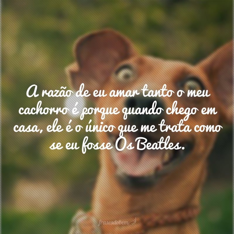 A razão de eu amar tanto o meu cachorro é porque quando chego em casa, ele é o único que me trata como se eu fosse Os Beatles.