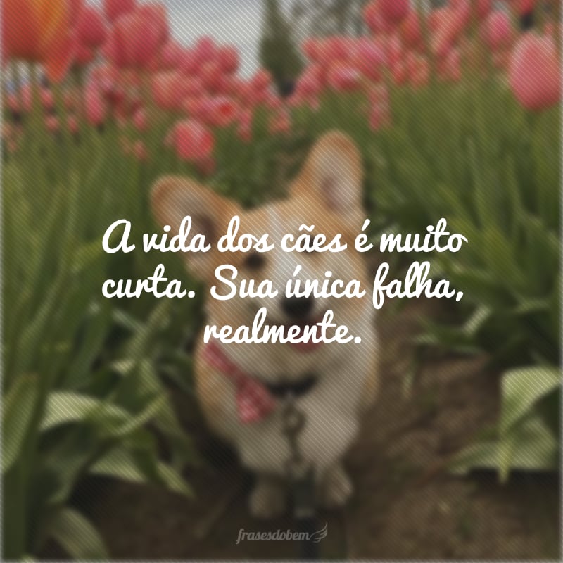 A vida dos cães é muito curta. Sua única falha, realmente.