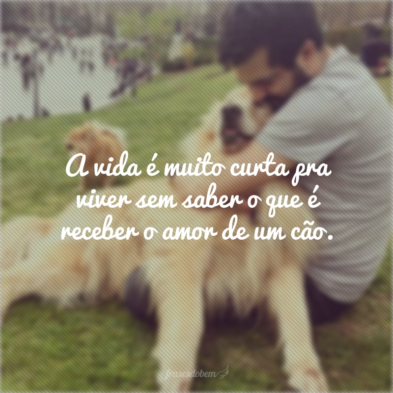 A vida é muito curta pra viver sem saber o que é receber o amor de um cão. 