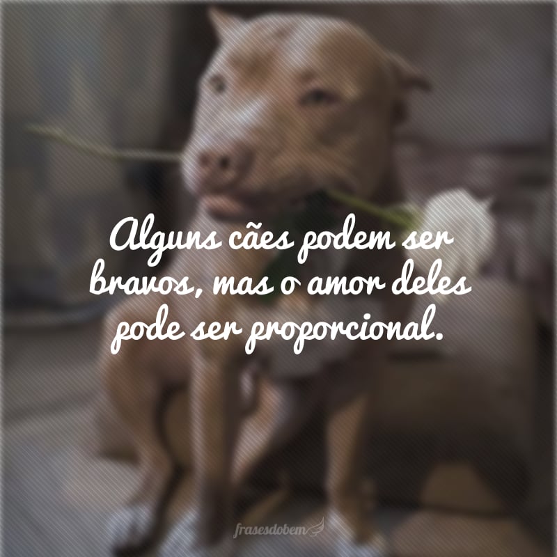 Alguns cães podem ser bravos, mas o amor deles pode ser proporcional.