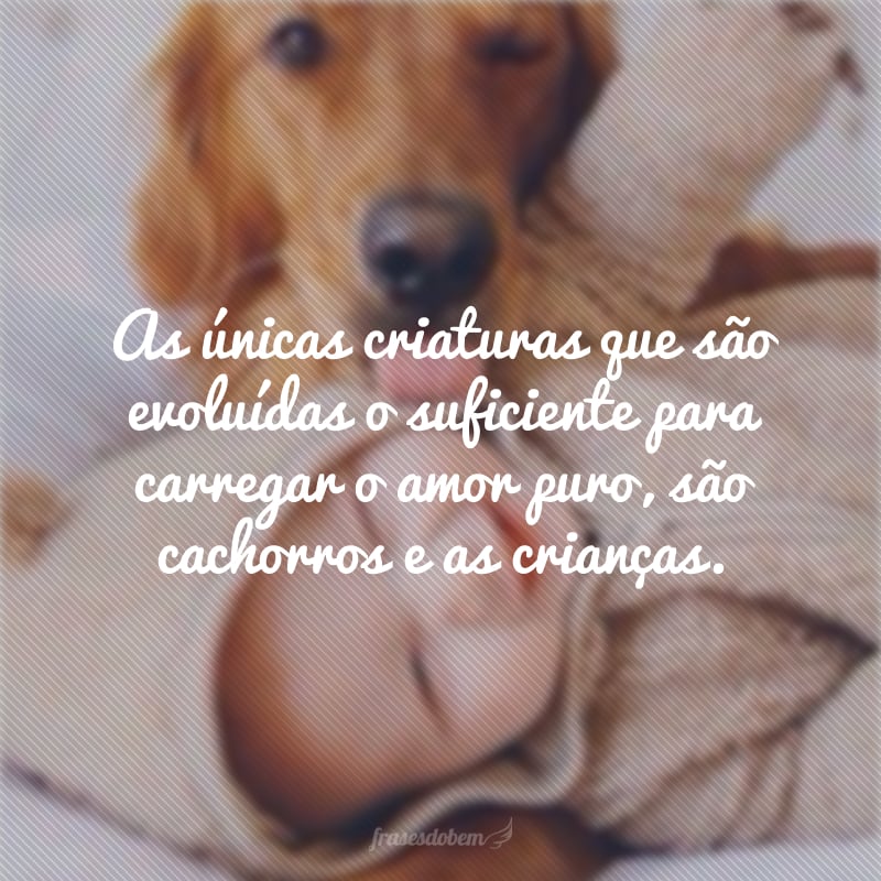 As únicas criaturas que são evoluídas o suficiente para carregar o amor puro, são cachorros e as crianças.