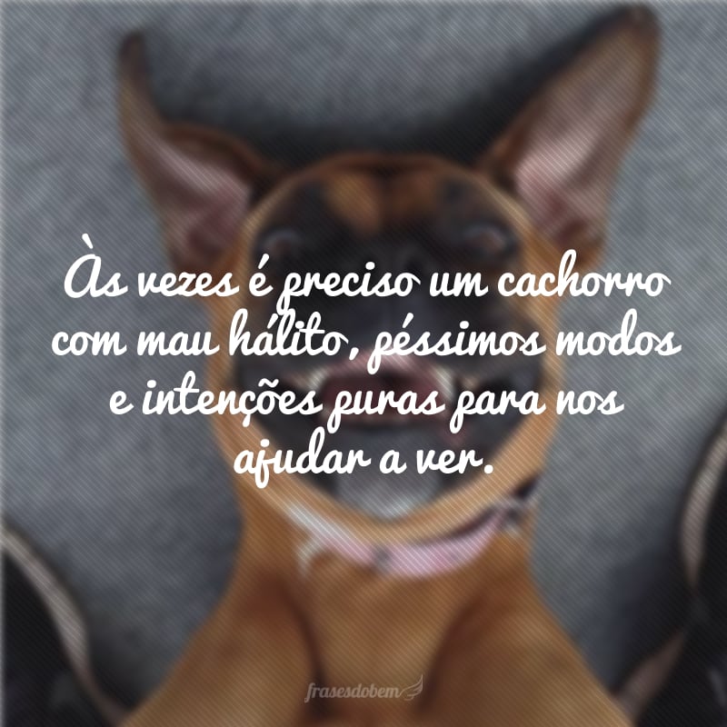 Às vezes é preciso um cachorro com mau hálito, péssimos modos e intenções puras para nos ajudar a ver. 