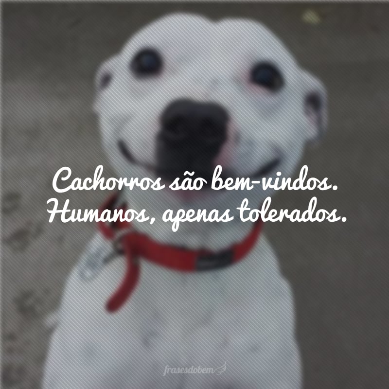 Cachorros são bem-vindos. Humanos, apenas tolerados.