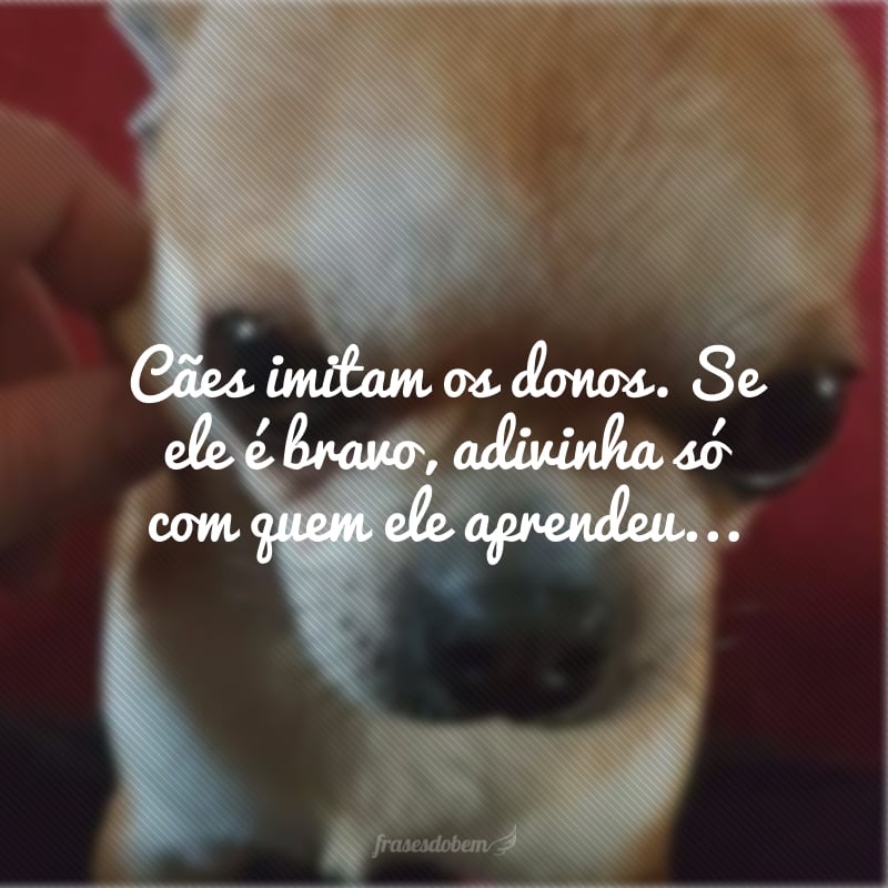 Cães imitam os donos. Se ele é bravo, adivinha só com quem ele aprendeu... 