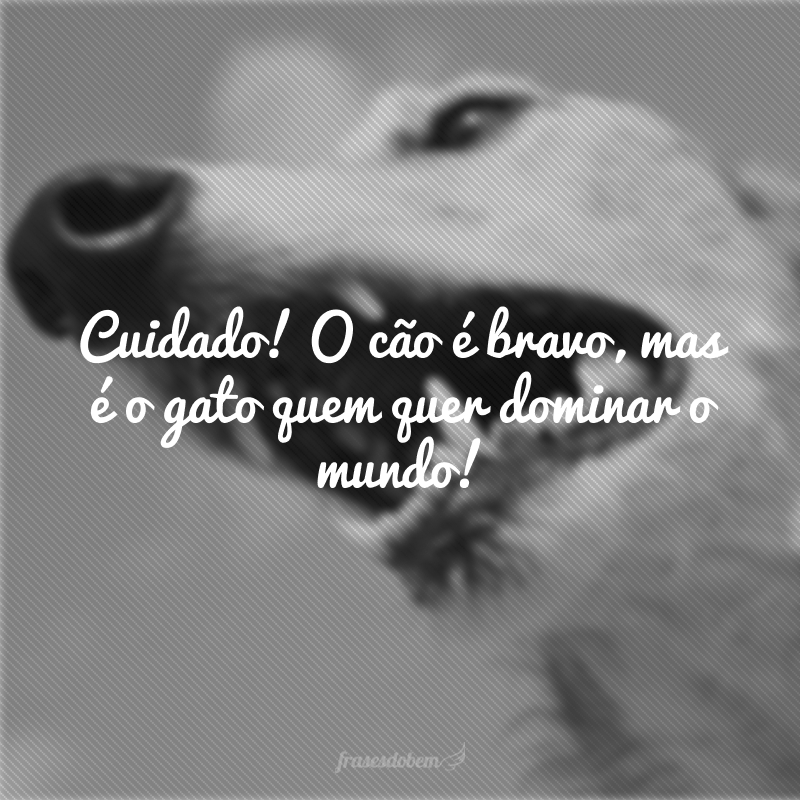 Cuidado! O cão é bravo, mas é o gato quem quer dominar o mundo! 