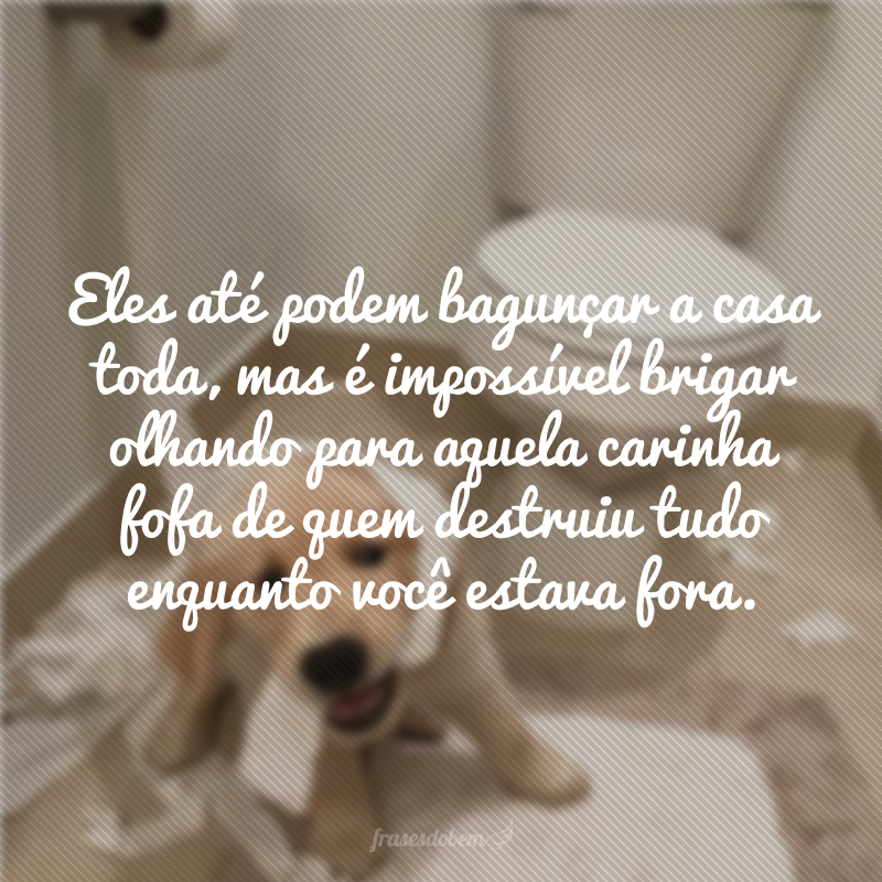 Eles até podem bagunçar a casa toda, mas é impossível brigar olhando para aquela carinha fofa de quem destruiu tudo enquanto você estava fora. 