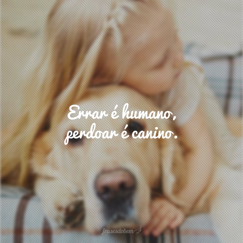 Errar é humano, perdoar é canino.
