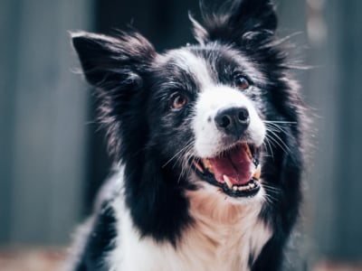 60 frases de cachorro que vão demonstrar a fidelidade do seu peludo
