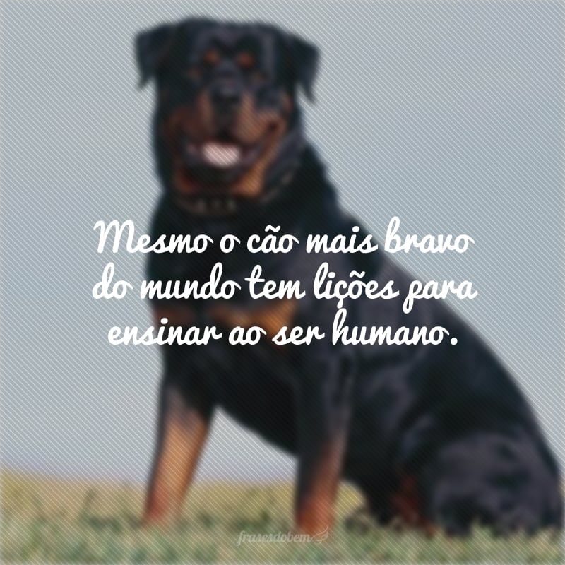 Mesmo o cão mais bravo do mundo tem lições para ensinar ao ser humano. 