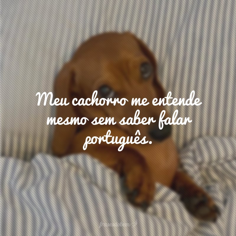 Meu cachorro me entende mesmo sem saber falar português.