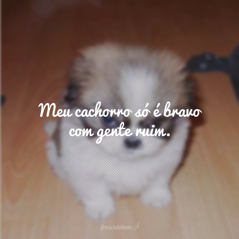 Meu cachorro só é bravo com gente ruim.