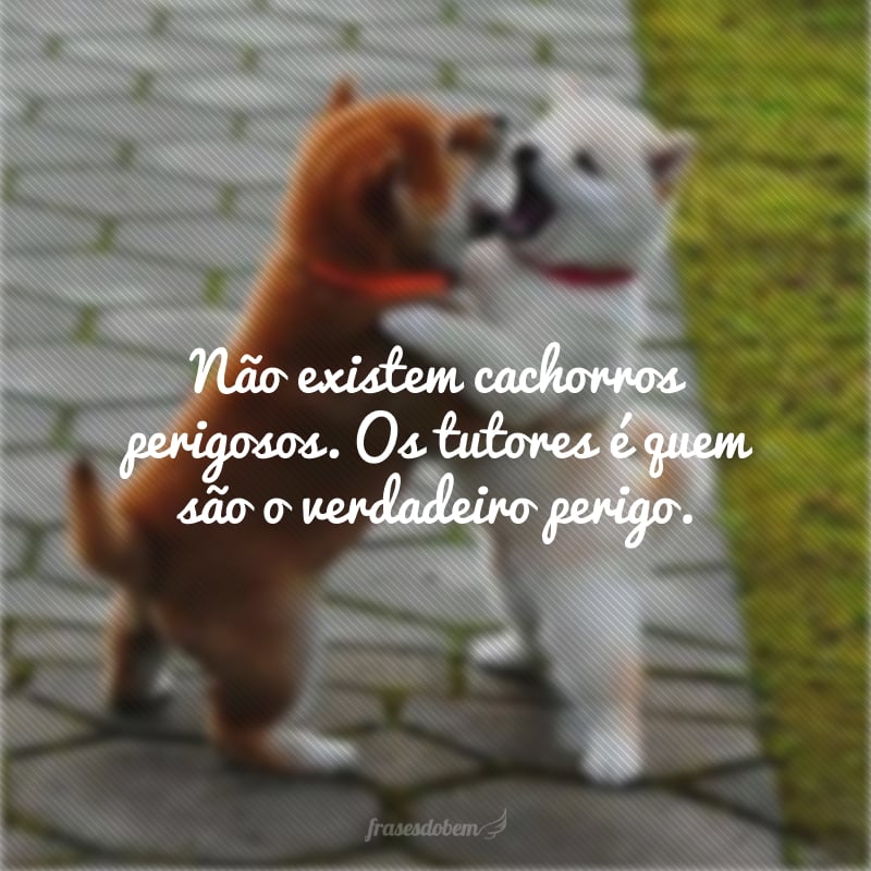 Não existem cachorros perigosos. Os tutores é quem são o verdadeiro perigo.