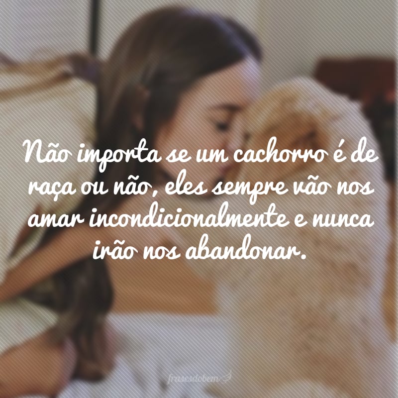 Não importa se um cachorro é de raça ou não, eles sempre vão nos amar incondicionalmente e nunca irão nos abandonar.