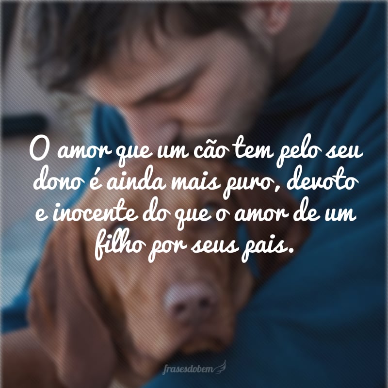 O amor que um cão tem pelo seu dono é ainda mais puro, devoto e inocente do que o amor de um filho por seus pais. 