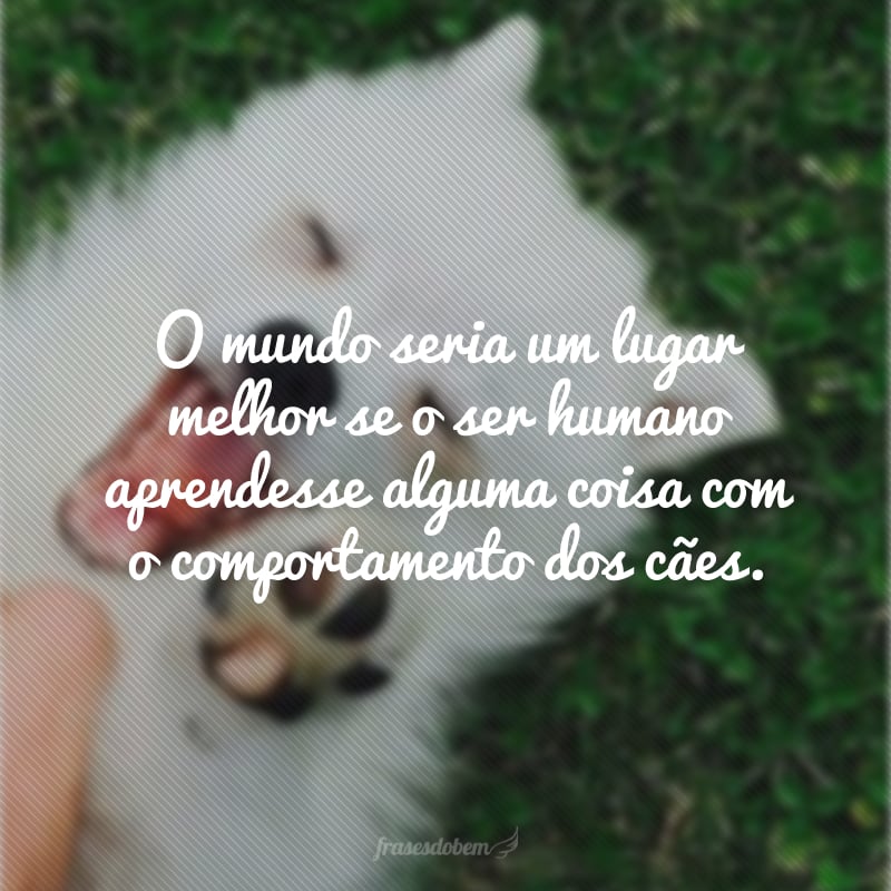 O mundo seria um lugar melhor se o ser humano aprendesse alguma coisa com o comportamento dos cães. 