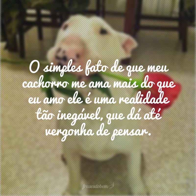 O simples fato de que meu cachorro me ama mais do que eu amo ele é uma realidade tão inegável, que dá até vergonha de pensar.