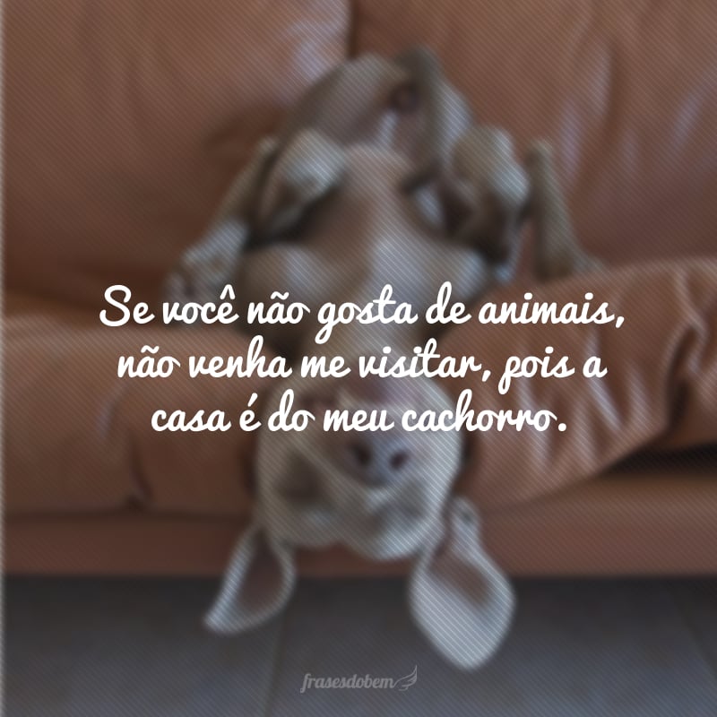 Se você não gosta de animais, não venha me visitar, pois a casa é do meu cachorro. 