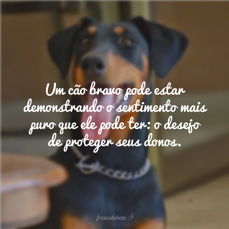 Um cão bravo pode estar demonstrando o sentimento mais puro que ele pode ter: o desejo de proteger seus donos.