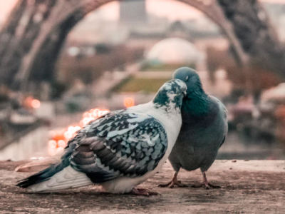 50 frases de amor verdadeiro para amar sem medida