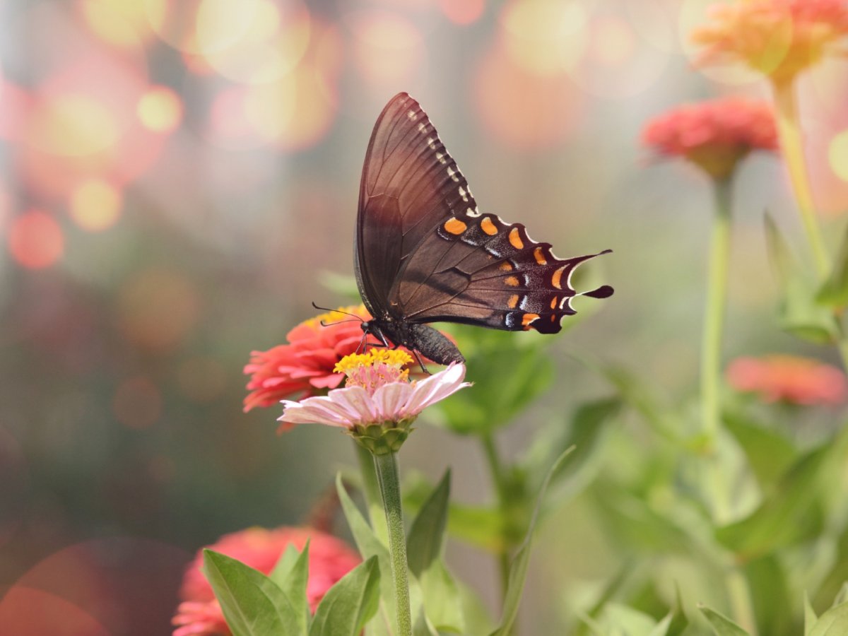 50 frases de borboletas para motivar suas metamorfoses