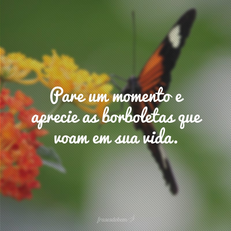 Pare um momento e aprecie as borboletas que voam em sua vida.