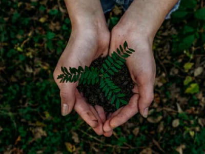 45 frases sobre meio ambiente para se conscientizar e cuidar da natureza