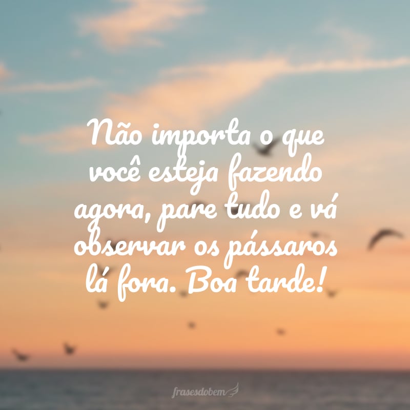 Não importa o que você esteja fazendo agora, pare tudo e vá observar os pássaros lá fora. Boa tarde!
