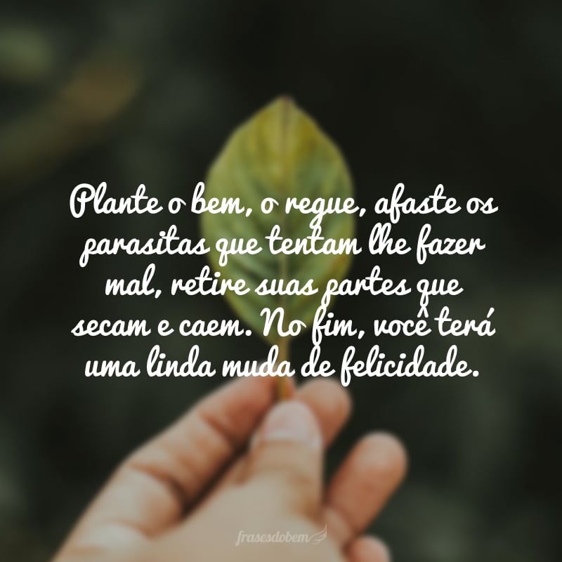 Plante o bem, o regue, afaste os parasitas que tentam lhe fazer mal, retire suas partes que secam e caem. No fim, você terá uma linda muda de felicidade.