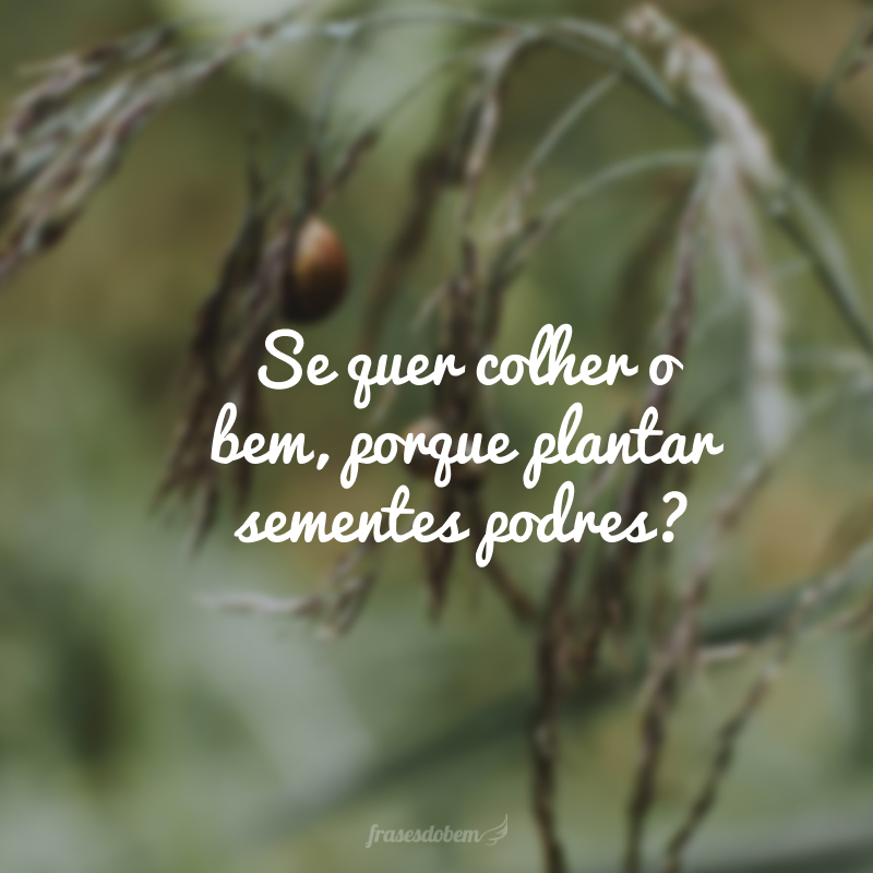 Se quer colher o bem, porque plantar sementes podres?