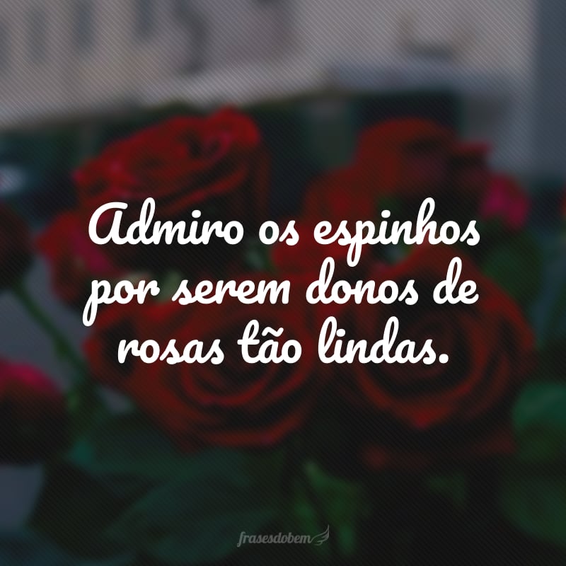 Admiro os espinhos por serem donos de rosas tão lindas.