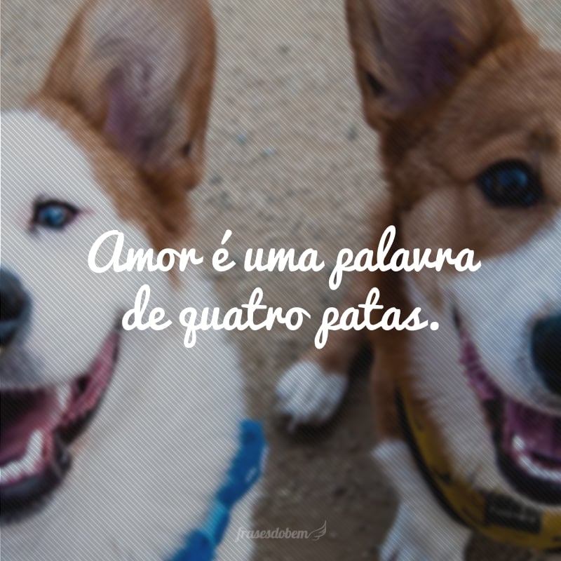 Amor é uma palavra de quatro patas.