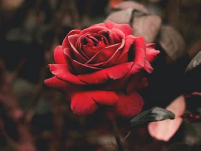 40 frases sobre rosas para quem ama a flor símbolo do amor e da paixão