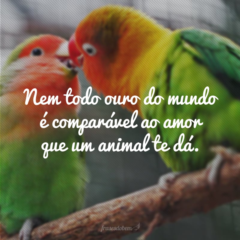 Nem todo ouro do mundo é comparável ao amor que um animal te dá.